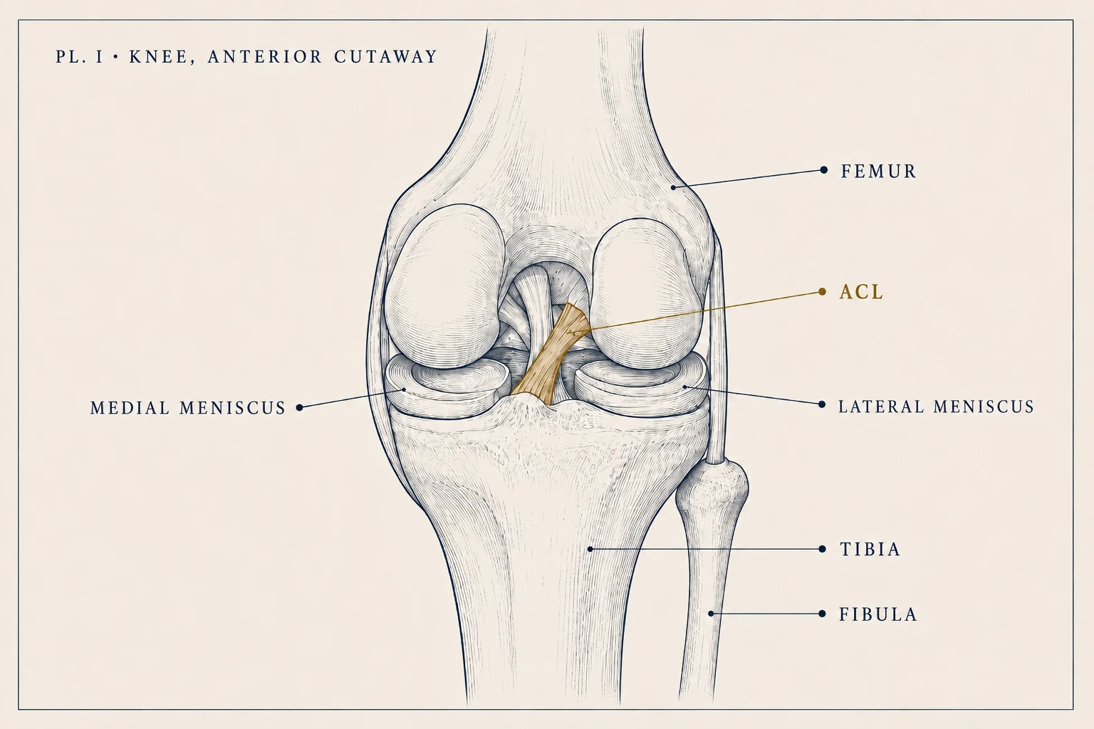 Anatomical plate: the knee in anterior cutaway, with the anterior cruciate ligament highlighted