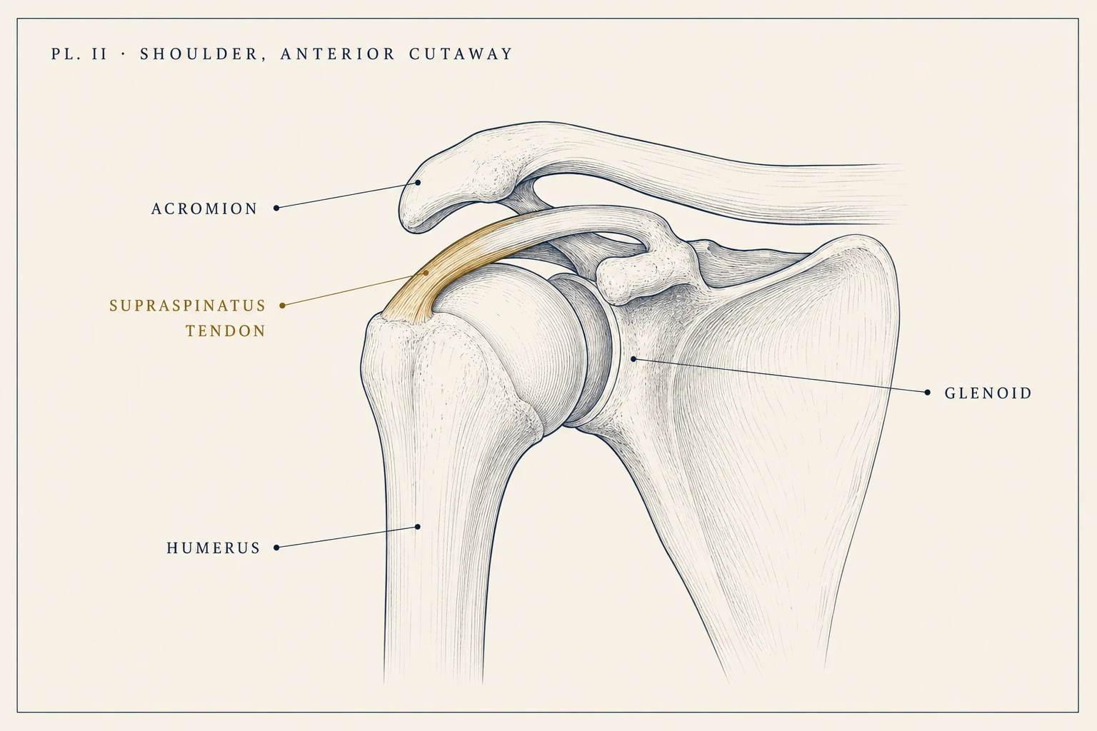 Anatomical plate: the shoulder in anterior cutaway, with the supraspinatus tendon of the rotator cuff highlighted